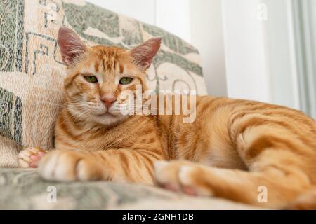 Adorabile gatto rosso ci guarda da vicino mentre riposa a casa. Ritratto di zenzero tabby gatto faccia con serio sguardo di occhi verdi. Gatto domestico adulto Foto Stock