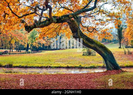 Vecchia quercia nel Parco Muskau, patrimonio dell'umanità dell'UNESCO. Affascinante scena mattutina della piazza della città di Bad Muskau, regione dell'alta Lusazia, Sassonia, Germania, E. Foto Stock