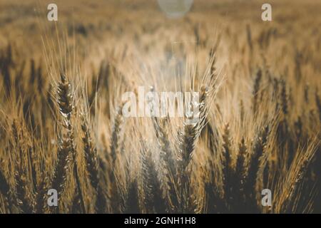 Terreno coltivato, spighe di grano nella campagna argentina, provincia la Pampa, Patagonia, Argentina. Foto Stock