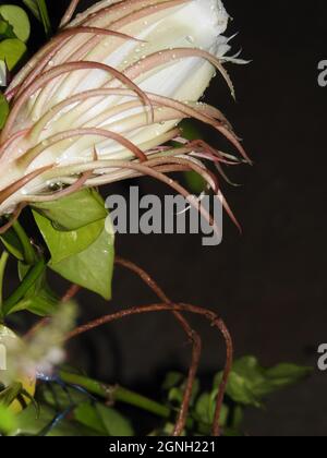 Primo piano, foto macro di un bellissimo fiore Brahma Kamal inaperto con gocce d'acqua Foto Stock