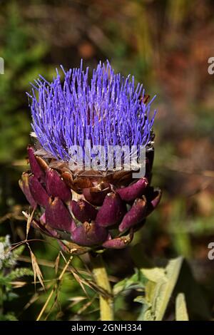 Un carciofo fiorito in un giardino in Oregon Foto Stock