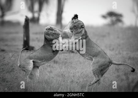 Le Lionesse mono giocano a combattere sulle gambe posteriori Foto Stock