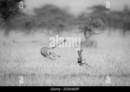 Mono ghepardi che inseguono Thomson gazelle in spine Foto Stock