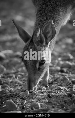 Primo piano mono di Kirk dik-dik che si piega verso il basso Foto Stock