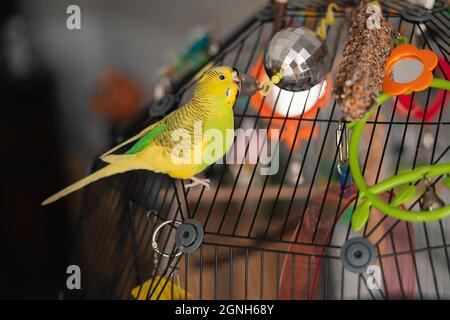 Giallo brillante e verde budgerigar parakeet giocando con la campana a fine della sua palla discoteca. È in cima a una gabbia piena di giocattoli e posate. Foto Stock