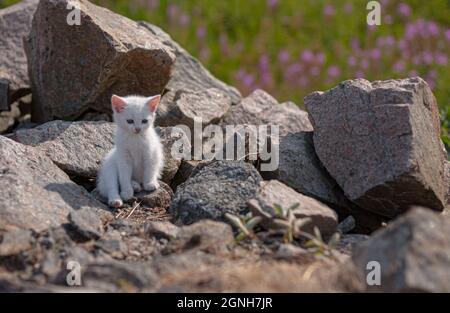 Gattino bianco che gioca tra le rocce Foto Stock