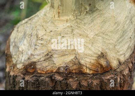 Tronco di albero gawed da un castoro lungo il canale di Teltow a Treptow a Berlino, Germania, Europa Foto Stock