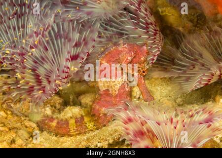 Questo cavalluccio marino hedgehog, Hippocampus spinossimus, si trova nel mezzo di una foresta di vermi di piume di piuma, Filippine. I piccoli puntini che scolano nel decor Foto Stock