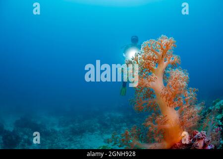 Subacqueo (MR) e gby su un albero di corallo molle alcionariano al largo dell'isola di Gato nelle Filippine. Foto Stock