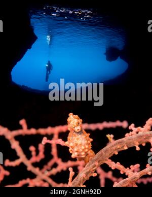 Un cavalluccio marino pigmico, Hippocampus bargibanti, e subacqueo che entra in una caverna, Filippine. Due fotografie sono state combinate per questa immagine, entrambe sono state scattate Foto Stock