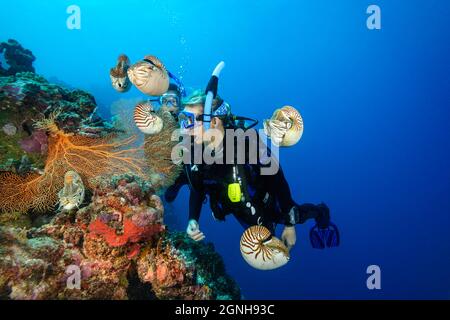 Chambered Nautilus Nautilus Pompilio e divers (MR). Palau, Micronesia. Foto Stock