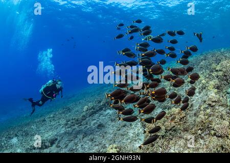 Un subacqueo (MR) e scuola orangespina unicornfish, naso lituratus, che hanno a lungo streamers che fuoriuscendo dalla pinna di coda, Hawaii. Foto Stock