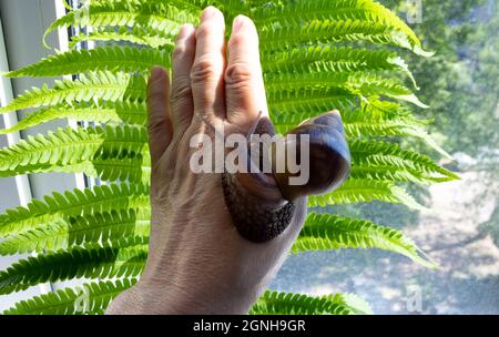 Una grande chiocciola akhatina striscia in mano di una donna. Foto Stock