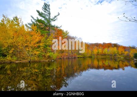 Colore delle foglie d'autunno nel parco pubblico con riflessi nello stagno Foto Stock