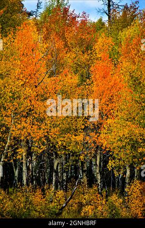 Aspen boschetto in montagne rocciose con fogliame autunnale Foto Stock