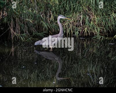 Il giovane Great Blue Heron si riflette mentre si Wades in una palude della Florida Foto Stock