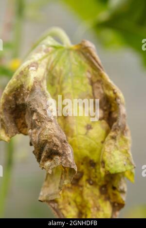 Una pianta di cetriolo con una foglia ingiallita a causa di uno scatto freddo. Foto Stock