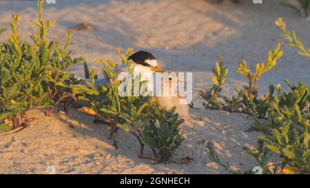 una piccola terna e il suo pulcino seduti insieme al tramonto Foto Stock