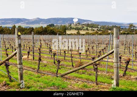 Vigneti alla Frogmore Creek Winery con il Mount Pleasant radio Observatory sullo sfondo - Cambridge, Tasmania, Australia Foto Stock