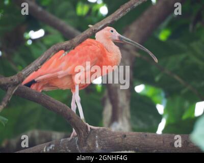 IBIS SCARLATTO Foto Stock