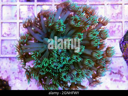Goniopora - il fiore Pot LPS corallo Foto Stock