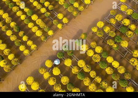 CUC MAM XOI o Chrysanthemum flower field, SA Dec città. Questo è un fiore molto bello e in occasione del Capodanno lunare Foto Stock