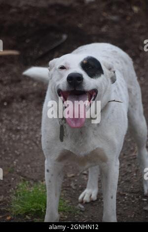Un giovane pit bull Heeler mix suona con un pastore australiano anziano in Oregon Foto Stock