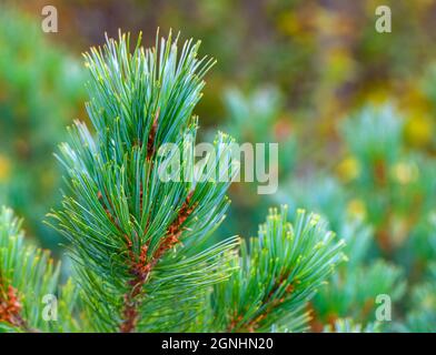 bella brancheh di pino verde. Primo piano. Messa a fuoco selettiva Foto Stock