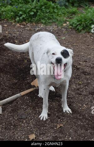Un giovane pit bull Heeler mix suona con un pastore australiano anziano in Oregon Foto Stock