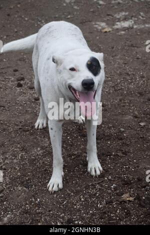 Un giovane pit bull Heeler mix suona con un pastore australiano anziano in Oregon Foto Stock