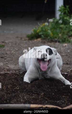 Un giovane pit bull Heeler mix suona con un pastore australiano anziano in Oregon Foto Stock