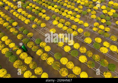 CUC MAM XOI o Chrysanthemum flower field, SA Dec città. Questo è un fiore molto bello e in occasione del Capodanno lunare Foto Stock