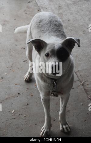 Un giovane pit bull Heeler mix suona con un pastore australiano anziano in Oregon Foto Stock