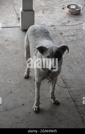 Un giovane pit bull Heeler mix suona con un pastore australiano anziano in Oregon Foto Stock