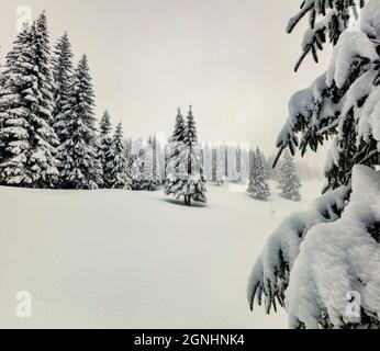 Meravigliosa scena mattutina nella foresta di montagna. Misty paesaggio invernale nel bosco nevoso, felice Capodanno concetto di celebrazione. Stile retrò filtrato. Foto Stock