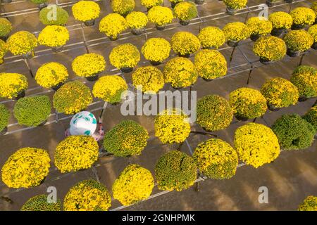 CUC MAM XOI o Chrysanthemum flower field, SA Dec città. Questo è un fiore molto bello e in occasione del Capodanno lunare Foto Stock