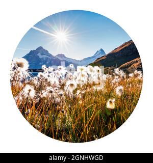 Icona rotonda della natura con paesaggio. Scena mattutina di sole del lago di Bachalp (Bachalpsee) con fiori d'erba di piume, alpi Svizzere, Grindelwald posizione, SW Foto Stock