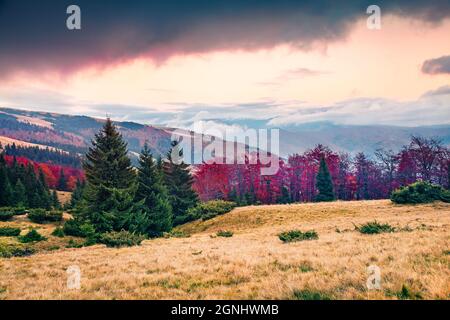 Scena mattutina drammatica della valle di montagna. Fantastica alba autunnale sulle montagne dei Carpazi, località di Kvasy, Ucraina, Europa. Bellezza della natura Foto Stock