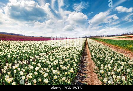 Incredibile scena primaverile con campi di fiori di tulipano in fiore. Scena all'aperto colorata in Nethrlands, località Lisse villaggio, Europa. Bellezza della natura con Foto Stock
