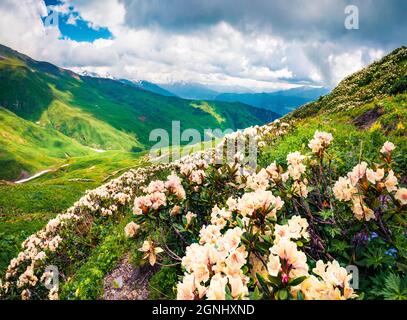 Magnifica vista estiva dei prati alpini nelle montagne del Caucaso. Fiori di rododendro bianco fiorente sulle colline di montagna in alta Svaneti, Georg Foto Stock