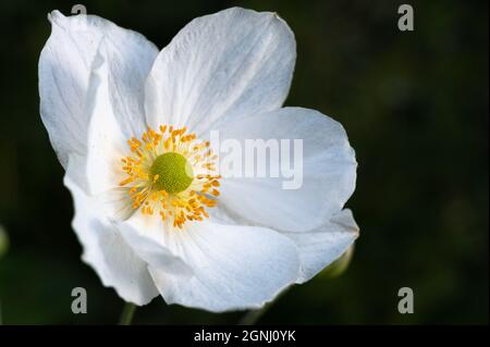 Chiudere fino a un bianco Anemone giapponese Foto Stock