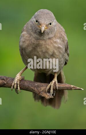 Bello uccello jangle babbler indiano sedersi su un ramo Foto Stock