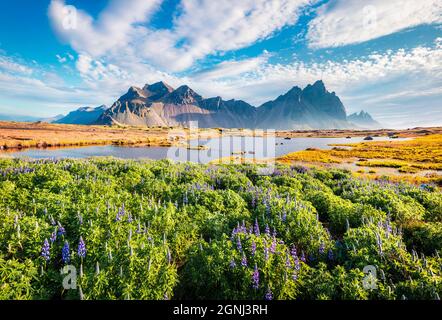 I primi fiori di cappina in fiore sul capo Stokksnes nel mese di giugno. Soleggiata vista mattutina del Monte Vestrahorn (Batman). Incredibile scena estiva dell'Islanda, Europa. Foto Stock