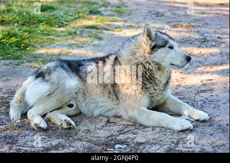 Il cane Husky giace su un'erba in una giornata estiva Foto Stock