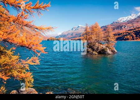 Piccola isola sul Lago di Sils (Silsersee). Colorata vista mattutina delle Alpi svizzere, della Regione di Maloja, dell'alta Engadina, della Svizzeraione, dell'Europa. Fantastiche vette innevate Foto Stock