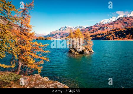 Piccola isola sul Lago di Sils (Silsersee). Bella vista mattutina delle Alpi Svizzere, Maloja Regione, alta Engadina, Svizzeraione, Europa. Incredibili vette innevate su bac Foto Stock