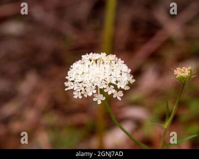 Elegante testa di fiore bianco. Piccoli fiori bianchi con cinque petali, ciascuno con una cresta centrale. Foto Stock
