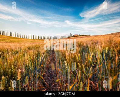 Classica vista toscana con campo di grano. Pittoresca scena estiva della campagna italiana. Bellezza della natura concetto sfondo. Foto Stock