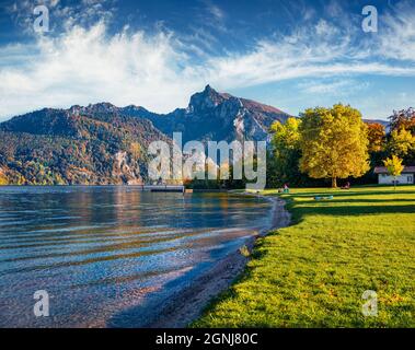 Colorata scena mattutina del lago Traunsee. Larici dorati nel parco della città che illuminano l'ultima luce del sole. Luminoso paesaggio autunnale delle Alpi austriache con TRAU Foto Stock