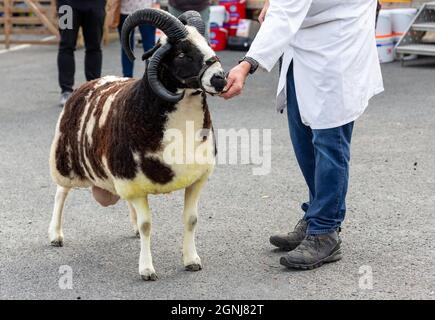 Jacob RAM pecore in mostra alla Masham Sheep Fair nel North Yorkshire, un evento tradizionale e importante che si svolge ogni settembre nella Piazza del mercato Foto Stock